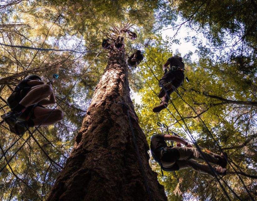 Silver Falls State Park: Tree Climbing Sunset Tour - Key Points