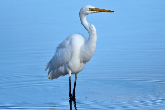 Small-Group Half-Day Birdwatching Tour in Sydney - Key Points