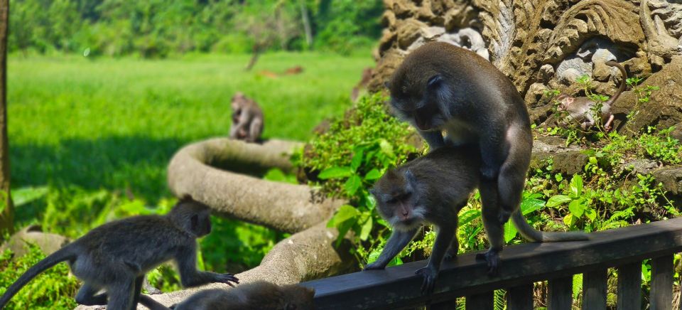 Solo Traveling Ubud Tour Bike Tour WITH Friendly Guide - Key Points