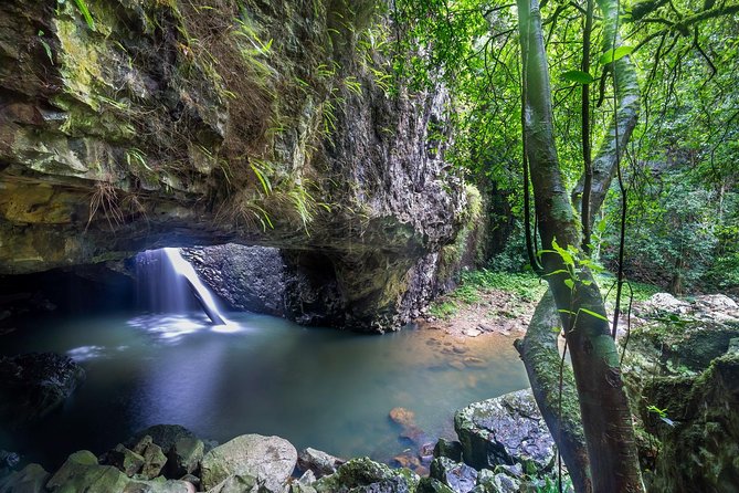 Springbrook Andtamborine Rainforest Tour Incl Natural Bridge and Glow Worm Cave - Key Points