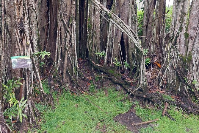 Tahiti Fautaua Valley and Big Waterfall Private Hiking Tour - Key Points