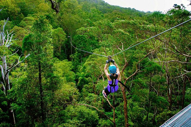 Tamborine Mountain Daily Service, Treetop Challenge and Thunderbird Park - Key Points