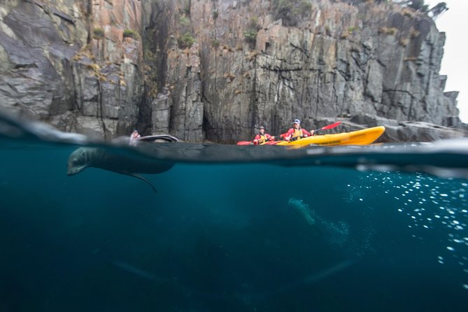 Tasman Peninsula Full Day Kayaking Tour - Key Points