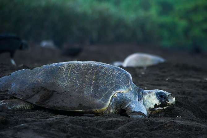 Turtle Tour in Costa Ricas Tortuguero National Park - Key Points