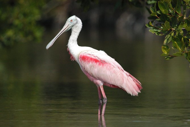 Two-Hour Everglades National Park Dolphin, Birding and Wildlife Boat Tour - Tour Highlights