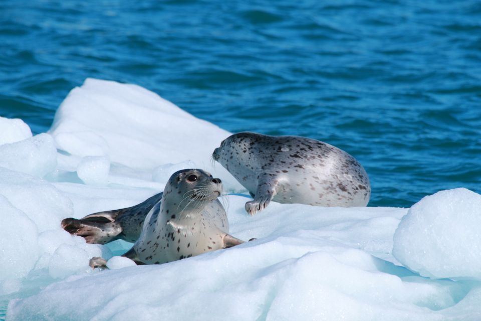 Valdez: 6-Hour Columbia Glacier Cruise - Key Points