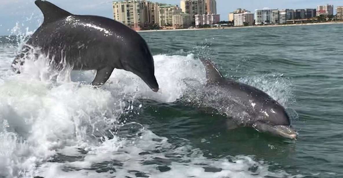 Wild Dolphin Boat Tour - Tour Overview