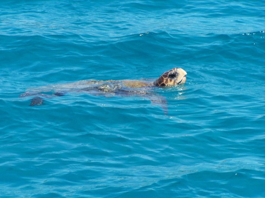 Zakynthos: Guided Boat Cruise to Turtle Island & Keri Caves - Key Points