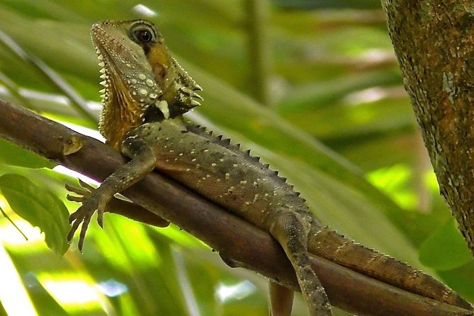 1-Hour Daintree River Wildlife Cruise - Tour Details and Highlights