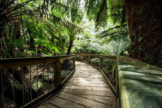 12 Apostles Great Ocean Road Eco Tour With Lunch From Melbourne - Tour Highlights and Features