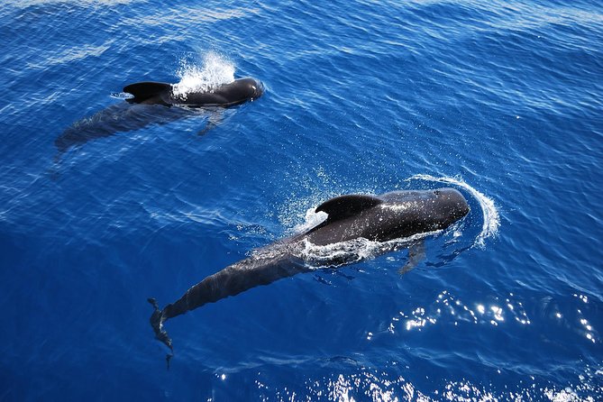 2h Viking Cruise Whales and Dolphins Watching - Experience Highlights