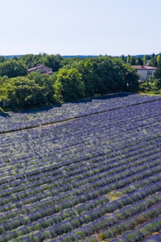 Aix-en-Provence: Lavender Fields Visit - Practical Tips for Visitors