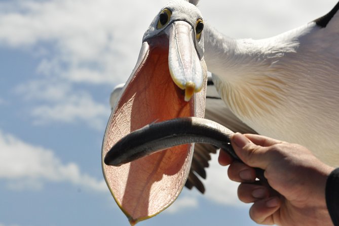 Albany Wildlife and Scenic Cruise