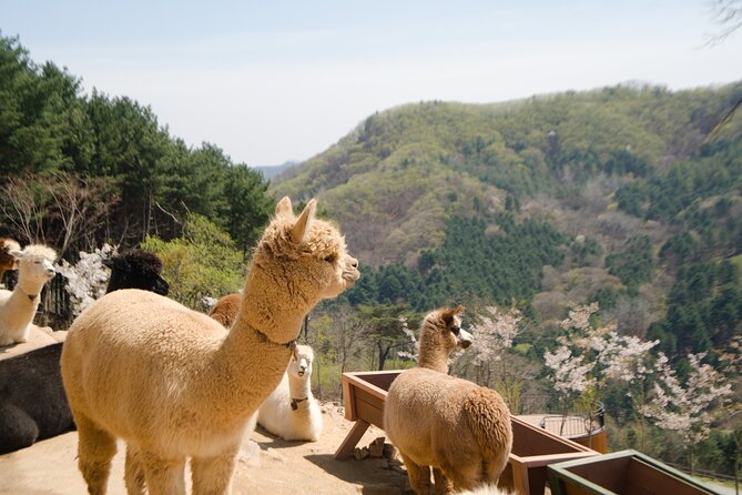 Alpaca World Tour With Nami Island & Optional Railbike or Garden - Tour Overview and Inclusions