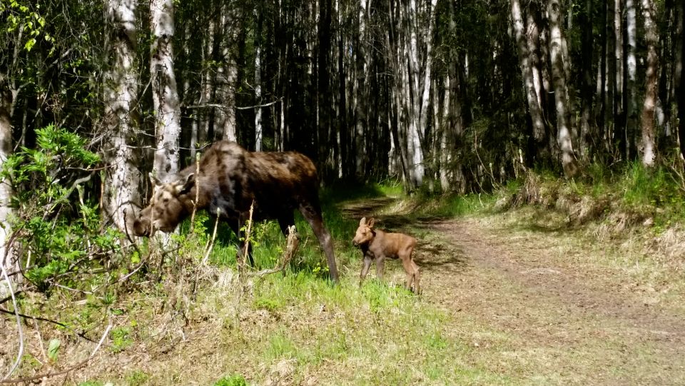 Anchorage: Coastal Trail 3-Hour City Bike Tour - Itinerary