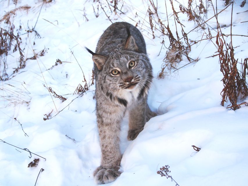 Arctic Day: Wildlife & Hot Springs | Half Day - Tour Overview