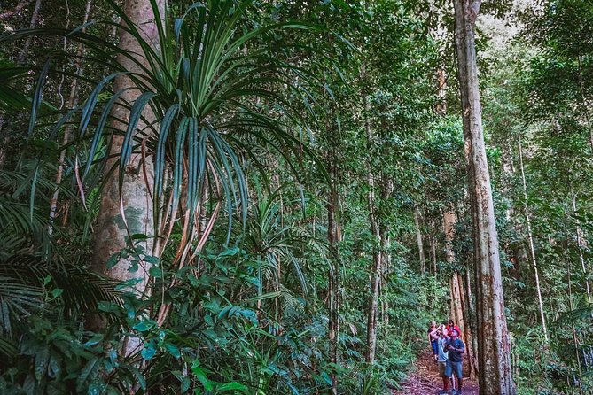 Atherton Tablelands Rain Forest by Night From Cairns - Exploring the Atherton Tablelands