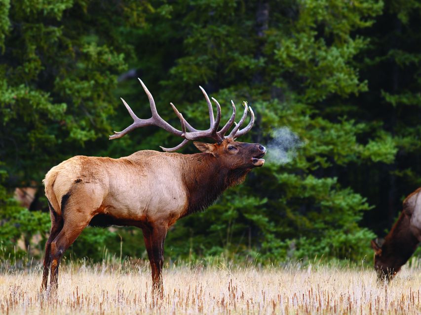 Banff: Evening Wildlife Safari Guided Tour - Tour Details