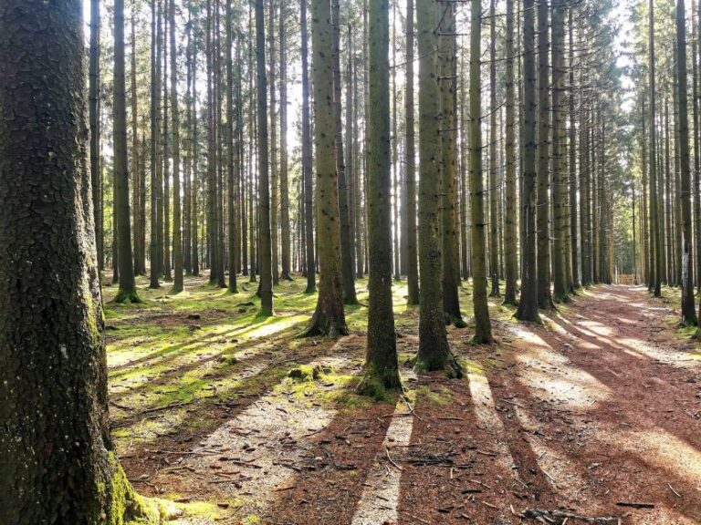 Bastogne, Battle of the Bulge Private Tour