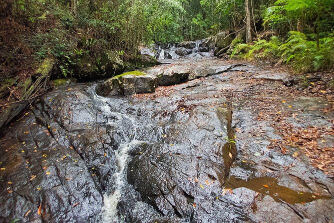 Bellthorpe Rainforest Private Tour - Tour Highlights and Features