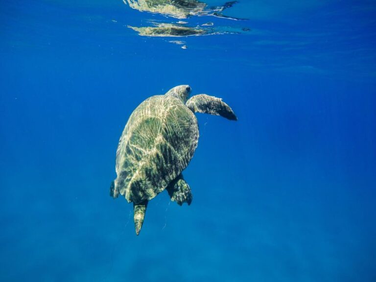 Boat Trip to Keri Caves and Loggerhead Turtle Watching