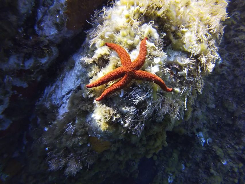 Calvi: Pointe De La Revellata Snorkeling Boat Tour - About the Snorkeling Tour