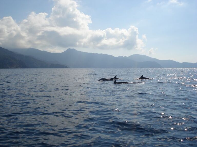 Calvi: Scandola and Girolata 6-Hour Boat Tour