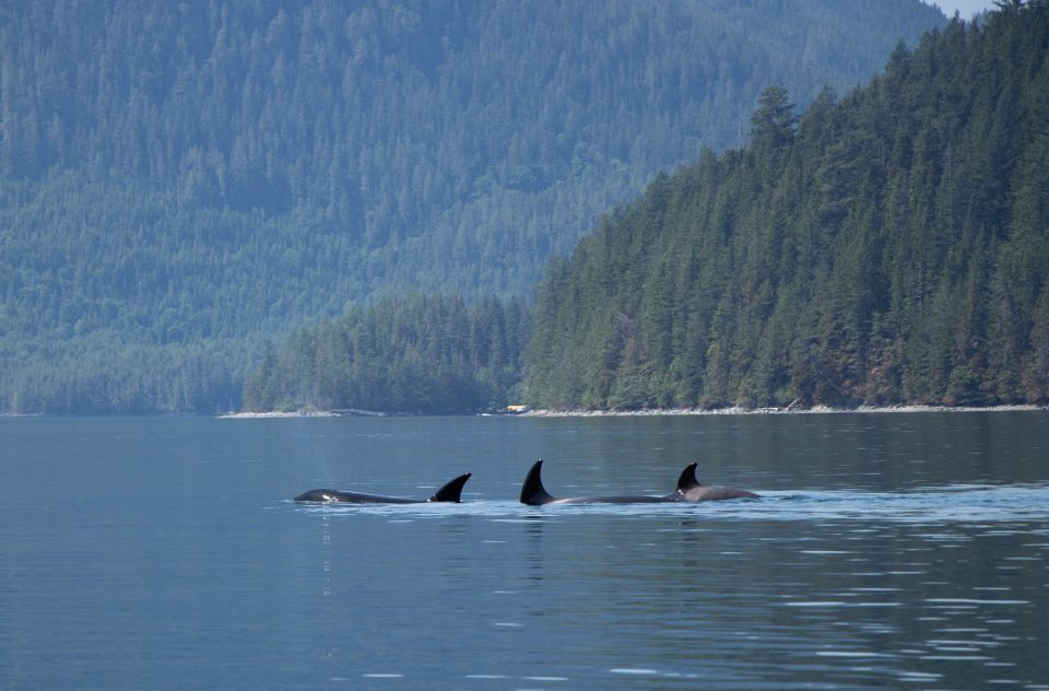 Campbell River: Whale Watching Cruise With Lunch - Tour Details