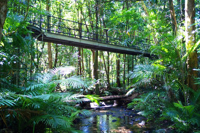 Cape Tribulation, Mossman Gorge, and Daintree Rainforest Day Trip - What to Expect on the Tour