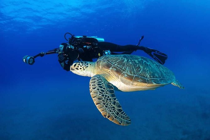 Certified Diver: 2-Tank Shallow Reef Dives off Oahu