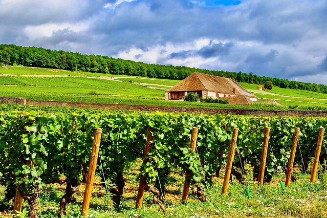 Chablis 15 Exquisite Wines Tasting Trip in Small-Group From Paris