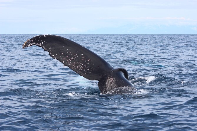 Combo Tour Marino Ballena National Park - Ticket Redemption and Location