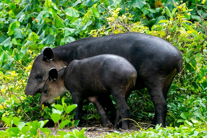 Corcovado and Drake Bay 2-Day Small-Group Safari Guided Tour