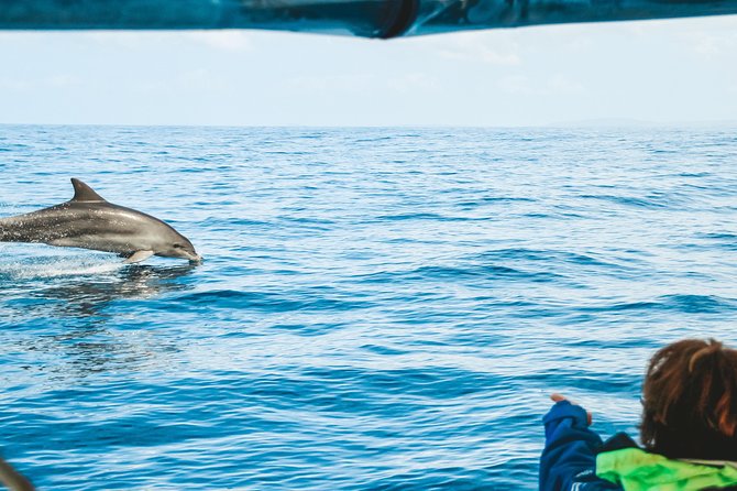 Cruise With Dolphins in Byron Bay - What to Expect on Board