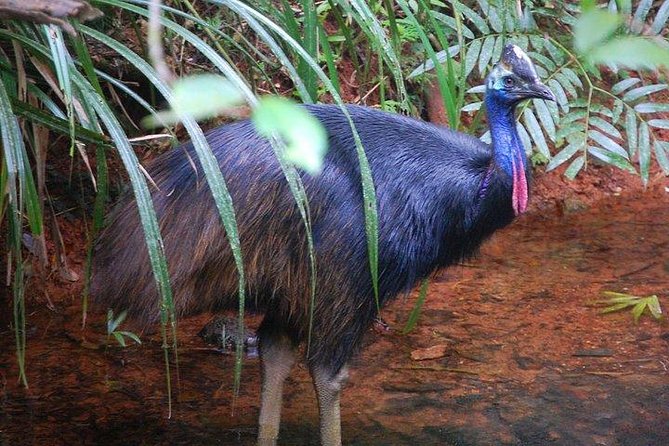 Daintree Discovery Centre Family Pass Ticket