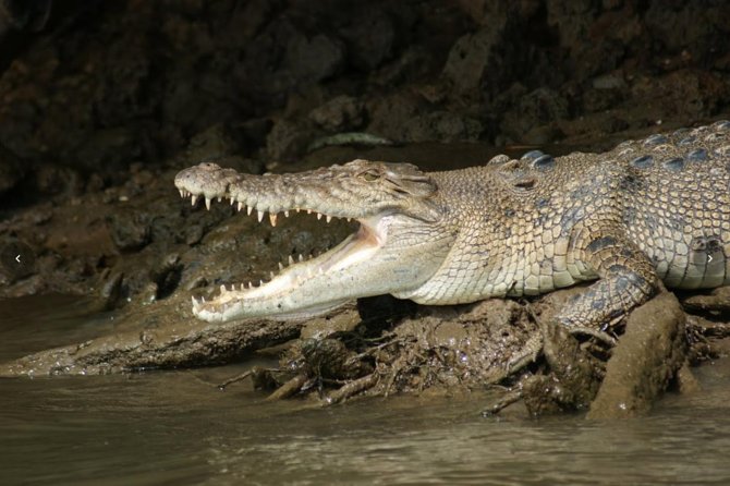 Daintree River Cruise - Cruise Highlights and Features