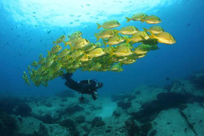 Discover Scuba Diving for Beginners With MANTA in Cabo San Lucas - Pricing and Duration