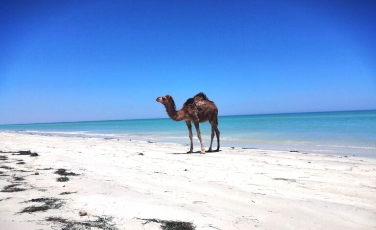 Djerba: Guided Camel Ride With Blue Lagoon Visit