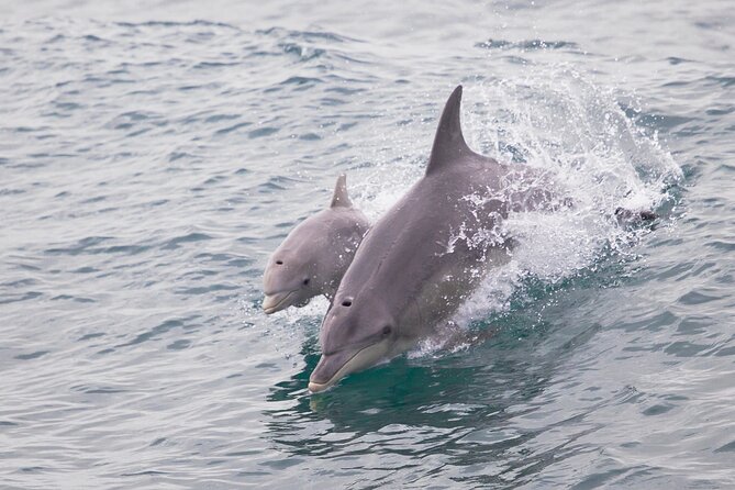 Dolphin and Sealion, Seafood Snorkel Adventure