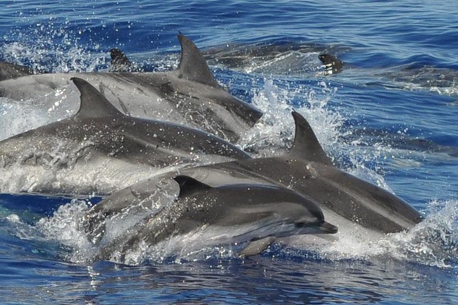 Dolphin and Whale Safari in Gran Canaria