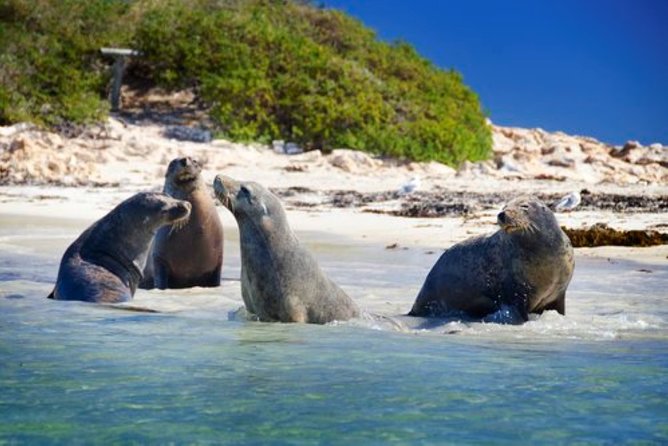 Dolphin, Penguin and Sea Lion Cruise - Tour Highlights and Features