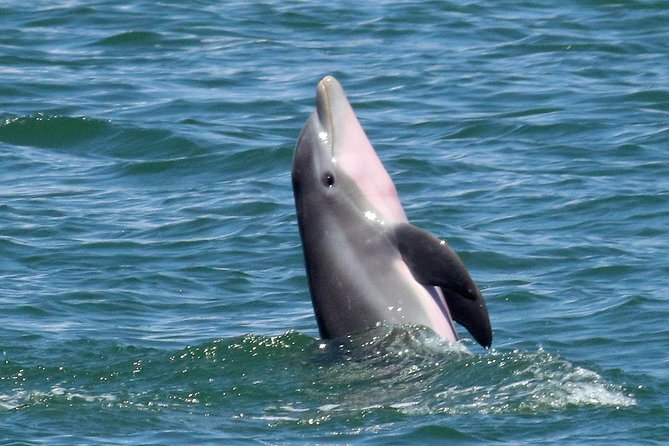 Dolphin Tour on a Private Boat