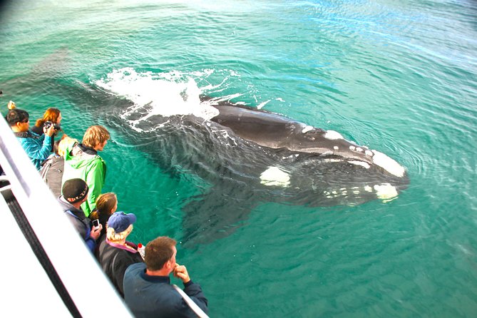 Dunsborough Whale Watching Eco Tour - Whale Watching Experience