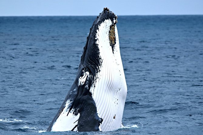 Educational Whale Watching Tour From Augusta or Perth - Exploring Geographe Bays Marine Life