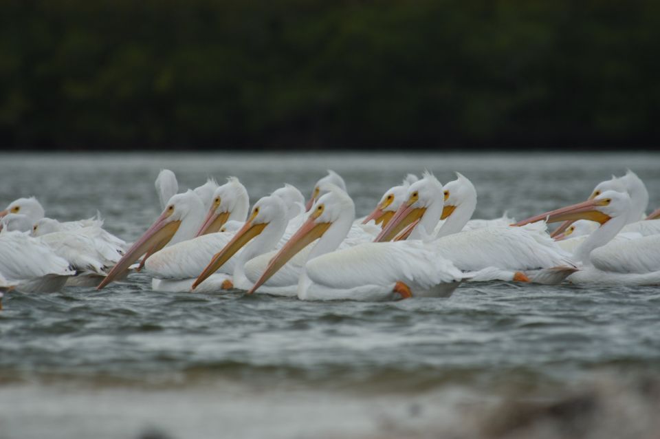 Everglades: Birding, Wildlife, and Photography Expedition - Experience Highlights