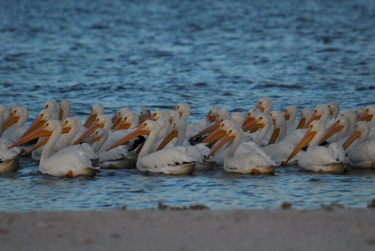 Everglades National Park: 2 Hour Dolphin & Birding Boat Tour