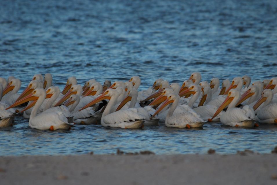 Everglades National Park: 2 Hour Dolphin & Birding Boat Tour - Booking Information