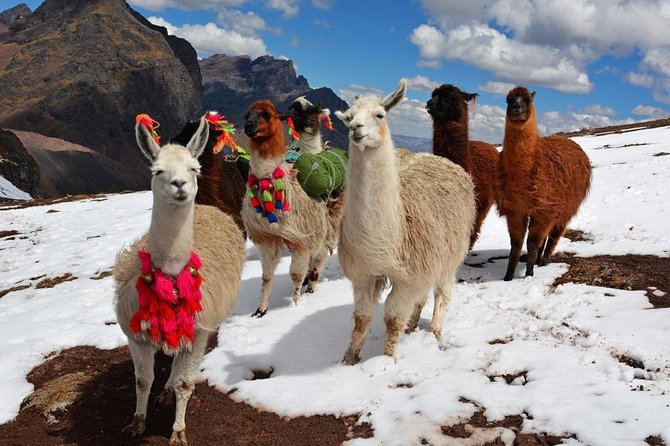 Excursión to Rainbow Mountain From Cusco Prívate Tour - Important Information