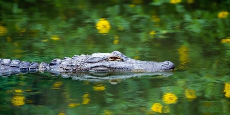 Fort Lauderdale: Everglades Express Tour With Airboat Ride