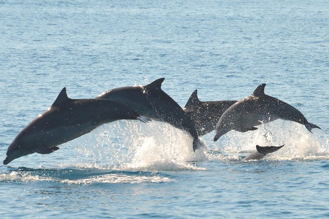 Fraser Island & Dolphin Sailing Adventure - Tour Highlights and Features